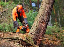 How Our Tree Care Process Works  in Horse Pasture, VA